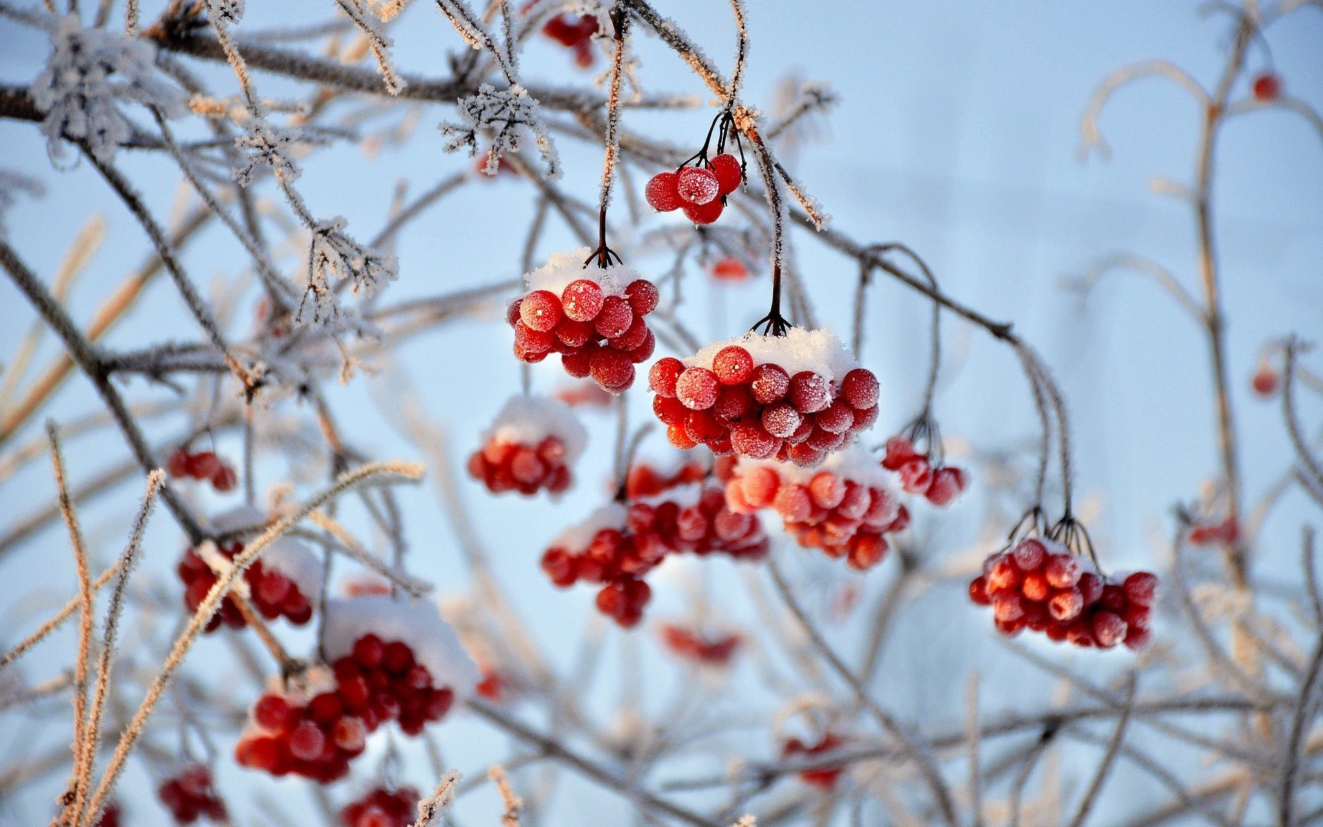 viburnum in wintertime