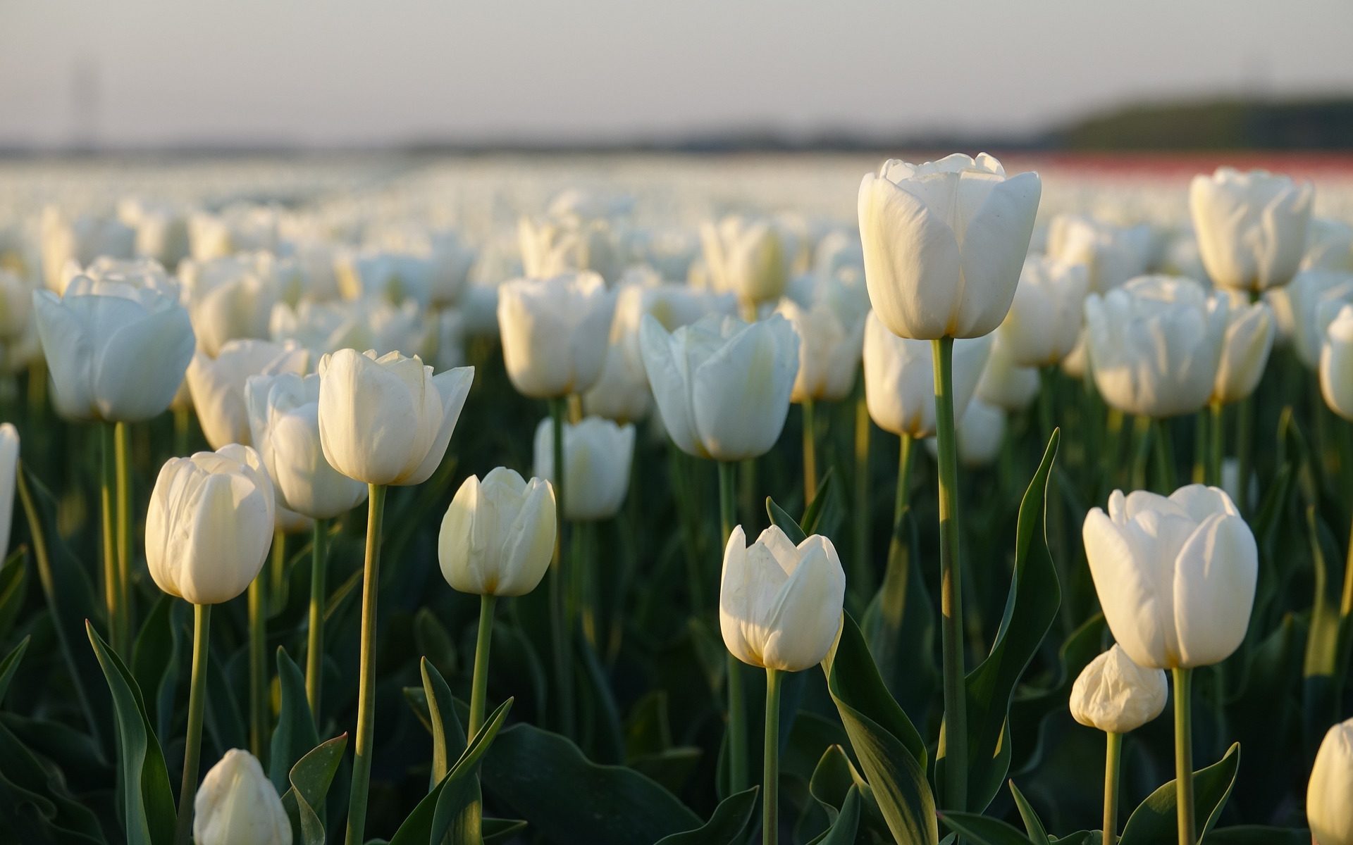 white tulips the netherlands